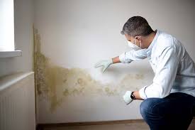 Best Mold Prevention Services in USA